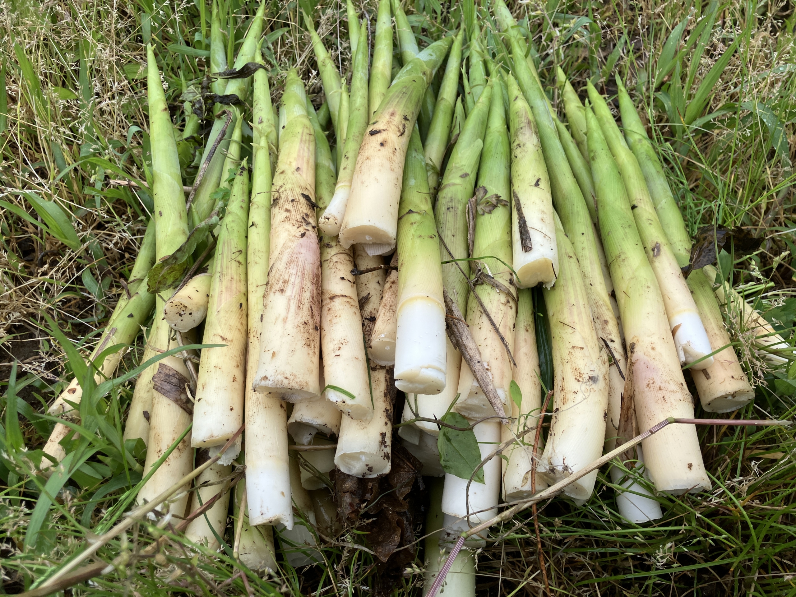vege-1